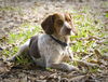 Dougie -A Bonded Pair