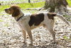 Dougie -A Bonded Pair