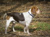 Dougie -A Bonded Pair