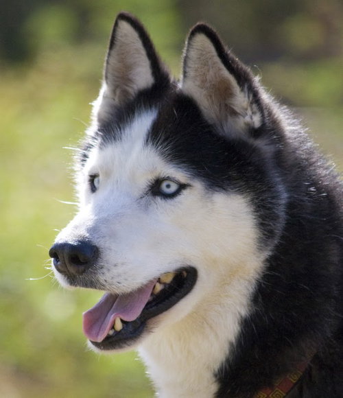 Meeko