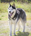 Meeko