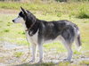 Meeko