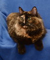 Tori