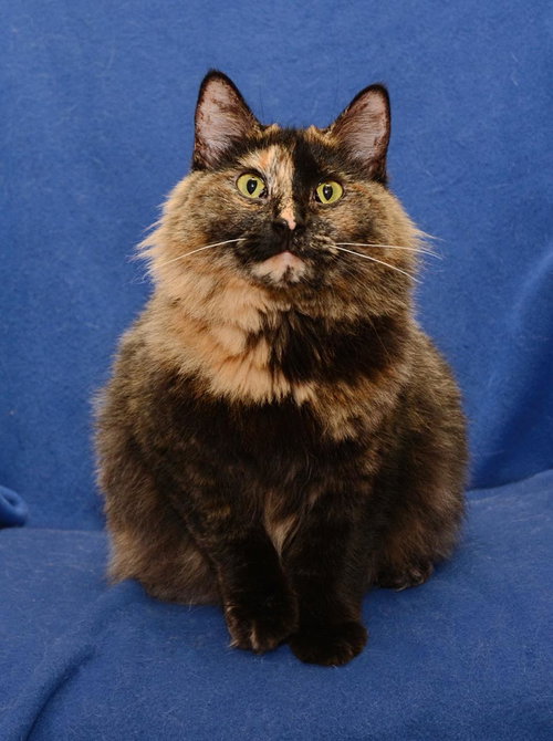 Tori