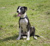 Mizuno ~ A Young Pup!