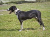 Mizuno ~ A Young Pup!