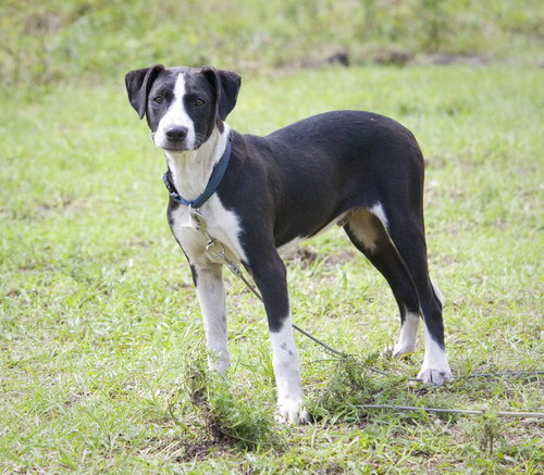 Mizuno ~ A Young Pup!