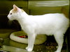 Mayo the Manx