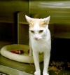 Mayo the Manx
