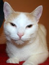 Mayo the Manx