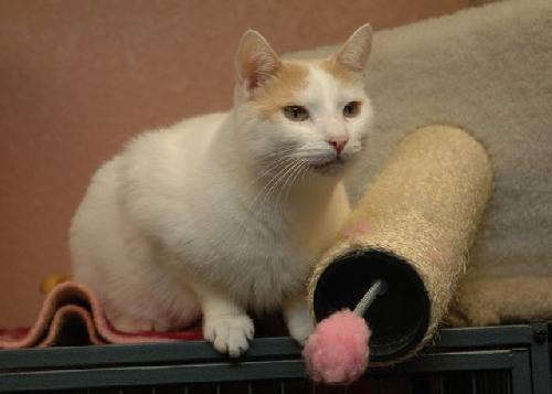 Mayo the Manx