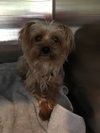 Petey