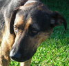 Kurt the Coonhound