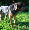 Kurt the Coonhound