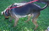 Kurt the Coonhound