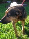 Kurt the Coonhound