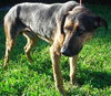 Kurt the Coonhound