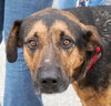 Kurt the Coonhound