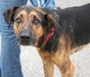 Kurt the Coonhound