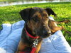 Kurt the Coonhound