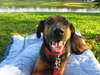 Kurt the Coonhound