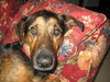 Kurt the Coonhound