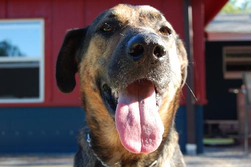Kurt the Coonhound