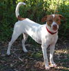 Travis the Pointer