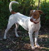 Travis the Pointer