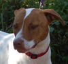 Travis the Pointer