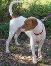 Travis the Pointer
