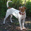 Travis the Pointer