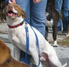 Travis the Pointer