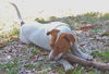 Travis the Pointer