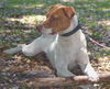 Travis the Pointer
