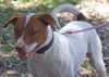Travis the Pointer
