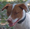 Travis the Pointer