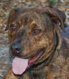 Arlo the Plott Hound