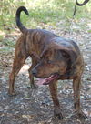Arlo the Plott Hound