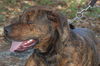 Arlo the Plott Hound