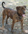 Arlo the Plott Hound