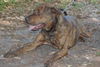 Arlo the Plott Hound