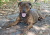 Arlo the Plott Hound