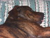 Arlo the Plott Hound