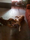 Arlo the Plott Hound