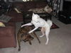 Arlo the Plott Hound