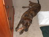 Arlo the Plott Hound