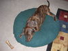 Arlo the Plott Hound