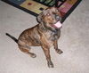 Arlo the Plott Hound