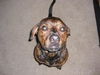 Arlo the Plott Hound